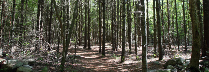 http://www.thetrustees.org/assets/images/prop/southeast/Detail%20Photos/SE_CW_trees1_KMcMahon.jpg