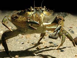 Green crab photo by Hatfield Marine Science Center