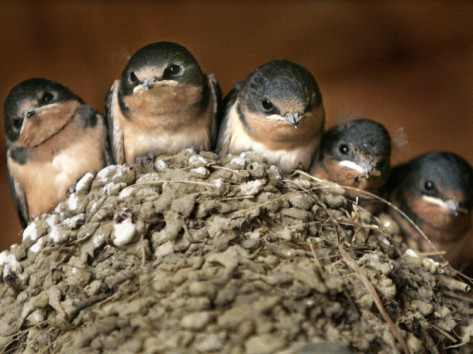 http://imgc.allpostersimages.com/images/P-473-488-90/27/2749/FN1TD00Z/posters/five-baby-barn-swallows-peer-out-from-their-nest.jpg