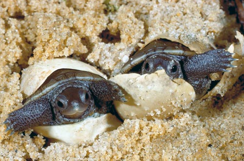 http://www.reptilechannel.com/images/article-images/terrapin-1-500.jpg