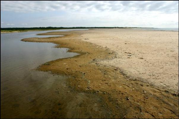 Mosquito Mayhem in the Marshes